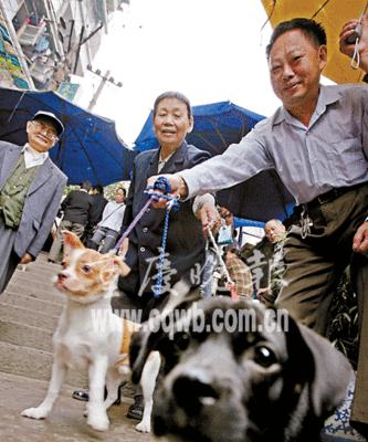 在狗市购买泰迪犬的价格是多少？如何避免购买到病犬？