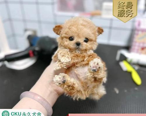 纯种茶杯泰迪犬的售价是多少？