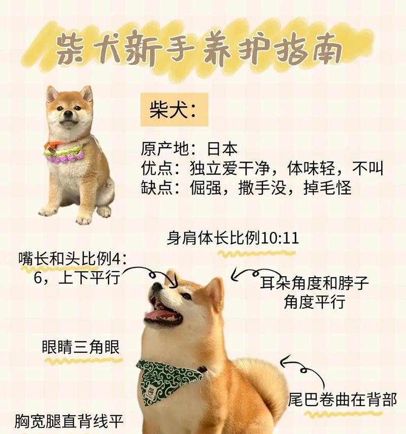 小柴犬小狗的价格是多少？购买时需要注意什么？