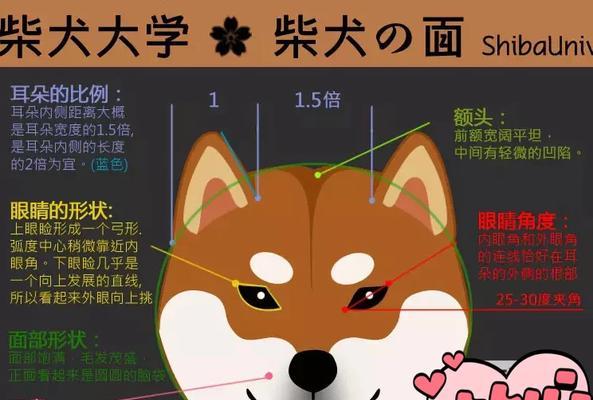 日本柴犬寄养费用是多少？选择寄养服务时应注意什么？