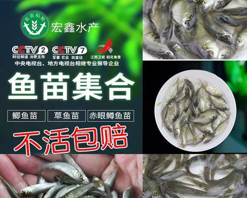 鱼苗粉末饲料为何需要捏团？什么情况下应该这样做？