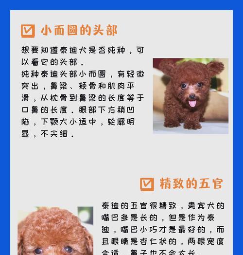 泰迪犬的价格是多少？它们为何被认为是聪明的狗？