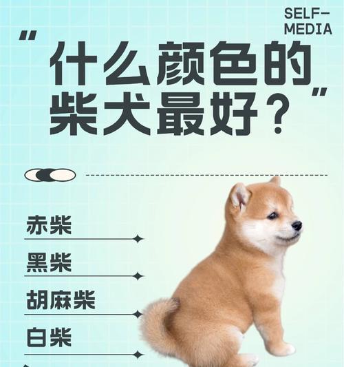 纯柴犬幼犬的价格是多少？购买纯种柴犬幼犬应该注意什么？