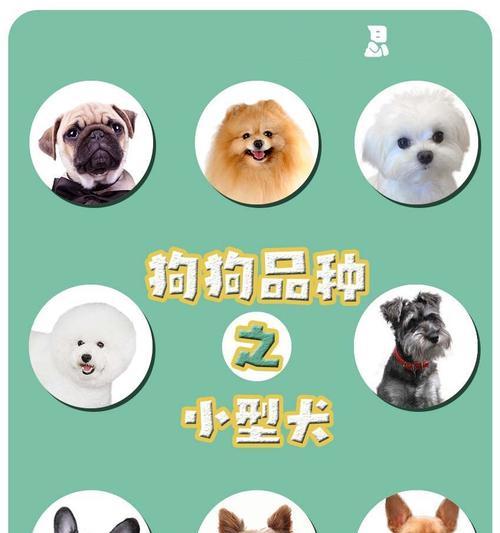 小型田园犬白狗有哪些品种？如何选择适合自己的白狗？