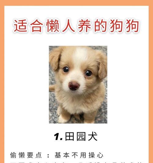 哪些凶猛大型犬相对容易饲养？养这些犬种需要注意什么？