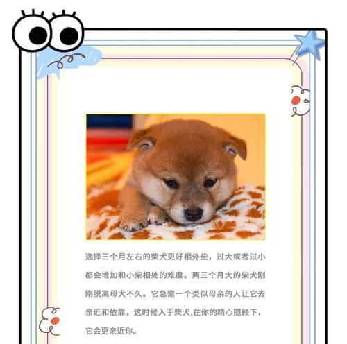 柴犬幼仔多少元一只？购买时需要注意哪些事项？