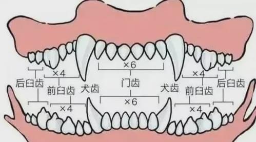 泰迪乳牙应该有多少颗牙齿？乳牙数量异常会有什么影响？