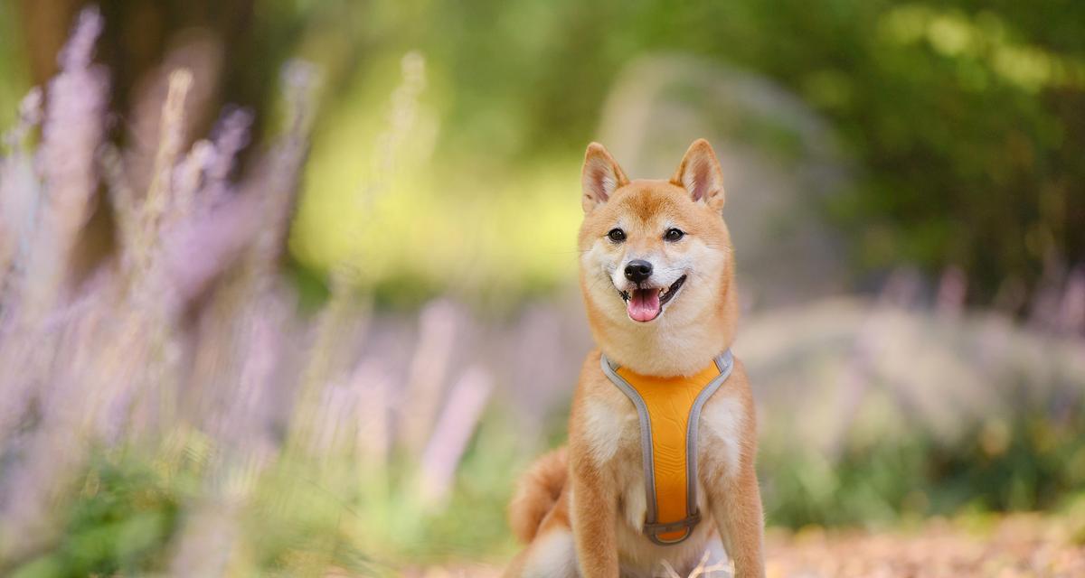 柴犬的价格通常是多少？购买柴犬时应该考虑哪些因素？