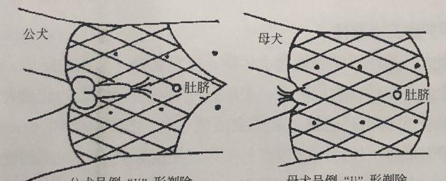 灰色泰迪修剪身体需要多少钱？修剪泰迪毛发的注意事项有哪些？