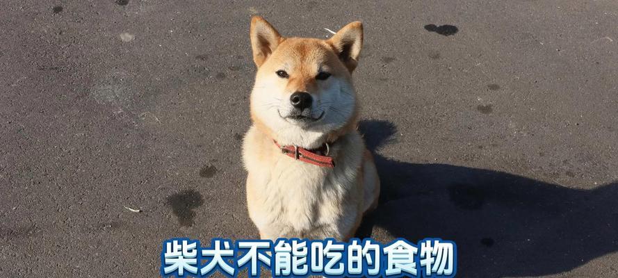 老年柴犬的日常饮食如何安排？每天吃多少肉才算合适？