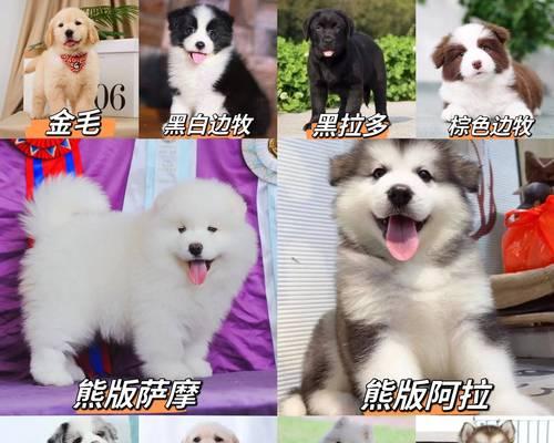 泰迪萌宠多少钱一只幼犬？购买泰迪幼犬时应注意哪些事项？