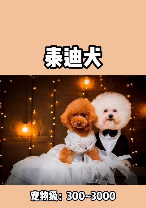 泰迪萌宠多少钱一只幼犬？购买泰迪幼犬时应注意哪些事项？