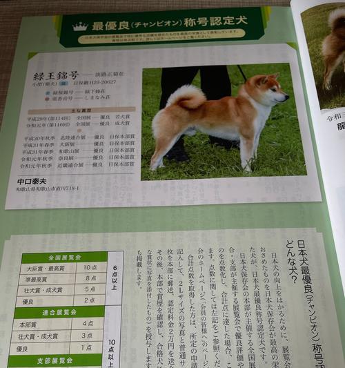 柴犬父母基因占比多少算是正常？如何判断遗传健康？