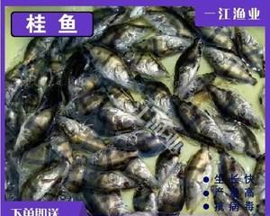 一厘米小斑鳜鱼苗的合适食物是什么？如何确保健康成长？