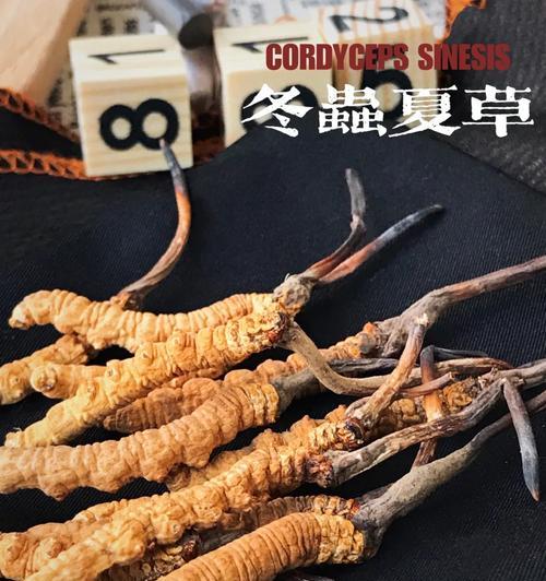 一斤泰迪吃多少阿奇霉素？阿奇霉素的使用剂量是多少？