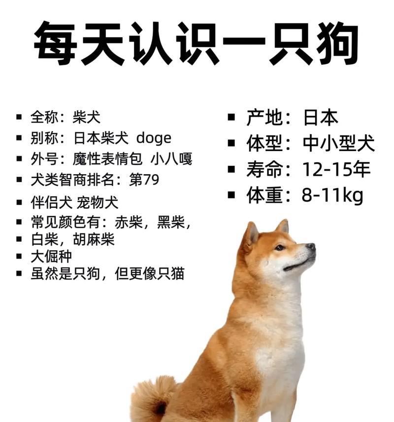 石家庄领养狗狗柴犬多少钱？领养柴犬的流程和注意事项是什么？