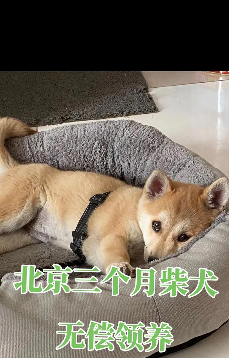 石家庄领养狗狗柴犬多少钱？领养柴犬的流程和注意事项是什么？