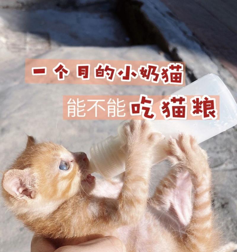 猫边拉边吃猫粮的行为是否正常？背后的原因是什么？