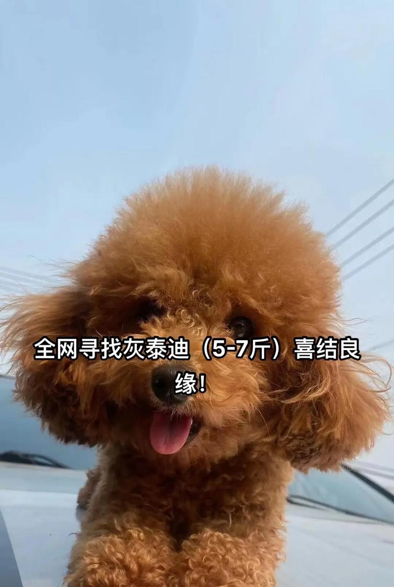 7斤泰迪犬的年龄如何估算？