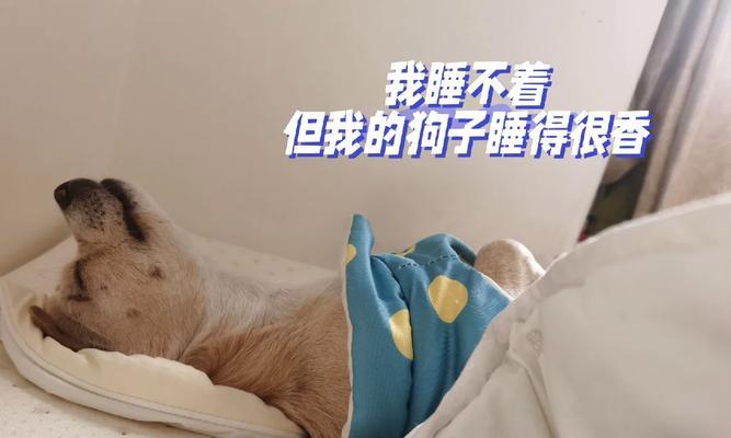 狗吃了猫粮后不吃饭怎么办？如何让狗恢复食欲？