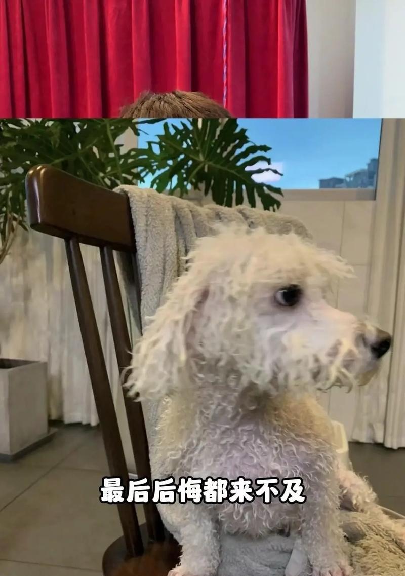 哪些小型犬品种与比熊犬相似？