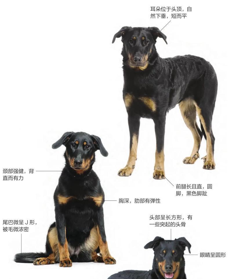 哪些大型犬品种适合与孩子一起成长？选择时应注意什么？