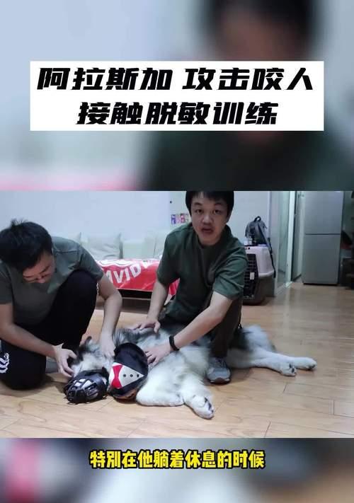 柴犬脱敏训练费用高吗多少钱？训练的必要性是什么？