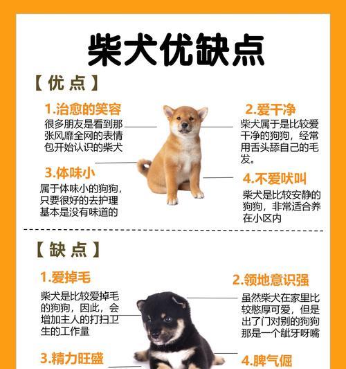 南环市场柴犬的售价是多少？购买时的注意事项有哪些？