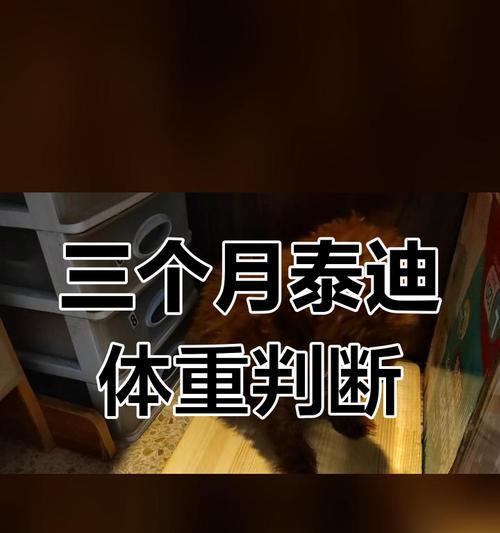 泰迪两个月大时体重应该是多少？如何确保健康生长？