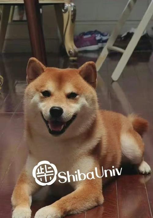 八个月以上的柴犬应该喂多少食物？喂食的正确方法是什么？