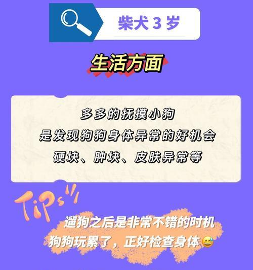 八个月以上的柴犬应该喂多少食物？喂食的正确方法是什么？