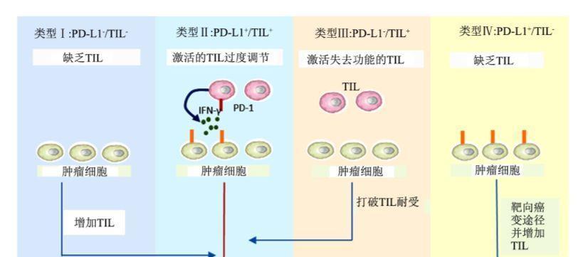 小泰迪软骨病能治愈吗？治疗费用大概是多少？