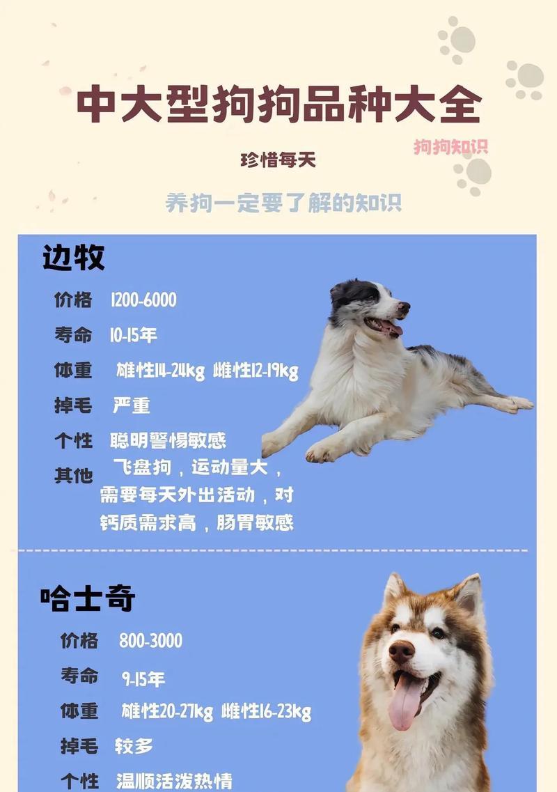 金华地区常见的大型犬品种有哪些？大型犬的养护要点是什么？