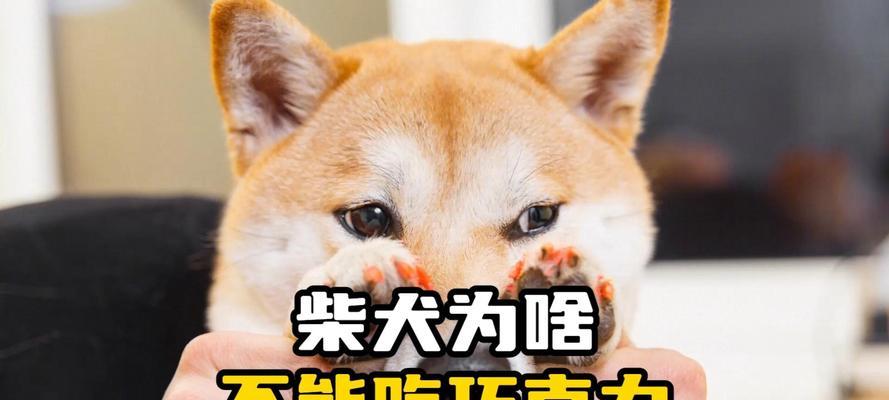 柴犬吃多少算饱腹不拉屎？如何调整柴犬的饮食习惯？