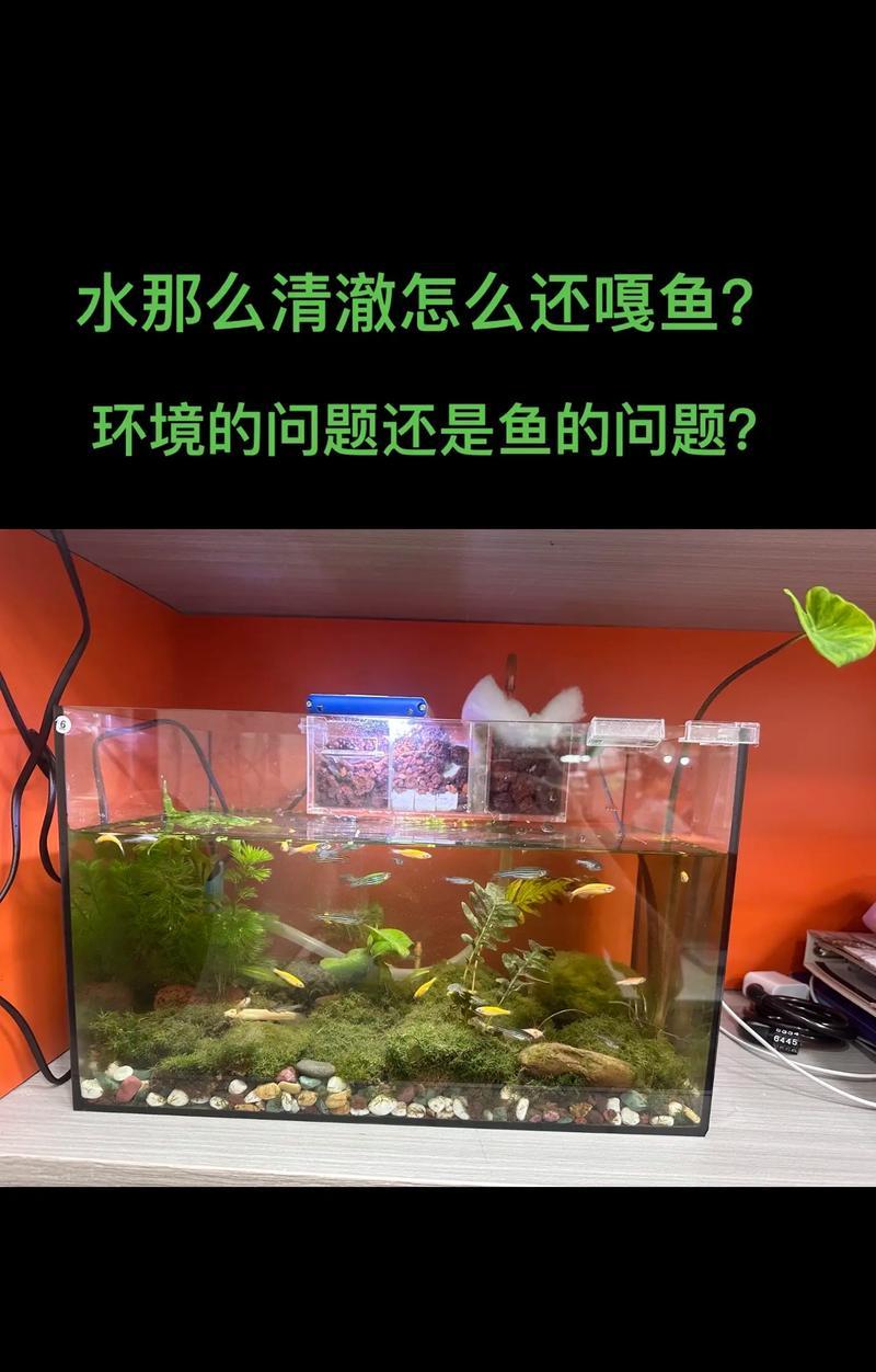 价格实惠的大鱼缸有哪些推荐？