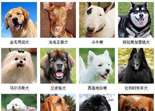 哪些中小型犬既安静又智商高？