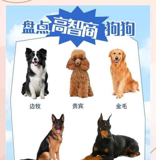 哪些中小型犬既安静又智商高？