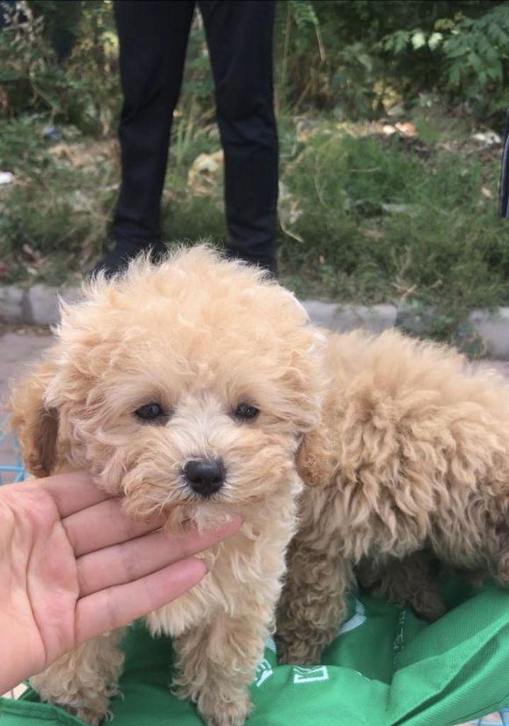 泰迪犬使用空调的适宜温度是多少？如何防止它们着凉？