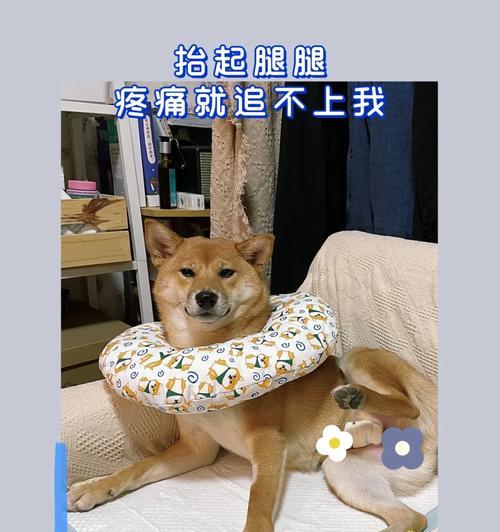 柴犬绝育后腿长多少是正常的？绝育对体型有何影响？