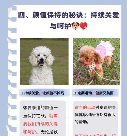 四五十天的泰迪多少钱一只？泰迪幼犬如何饲养？