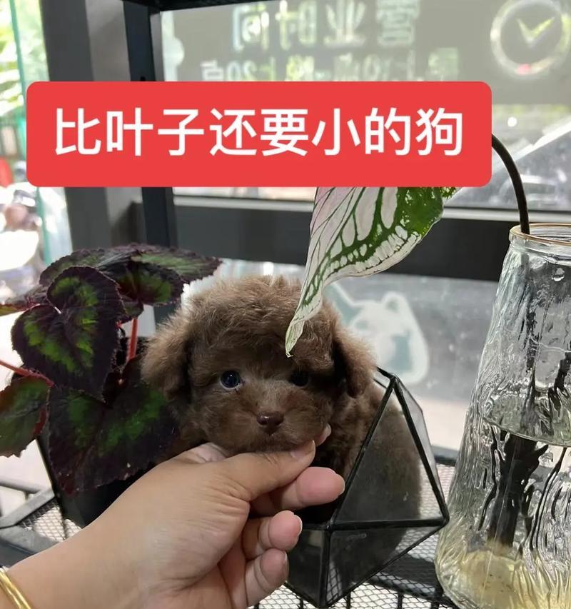 巴中宠物店泰迪的价格是多少？