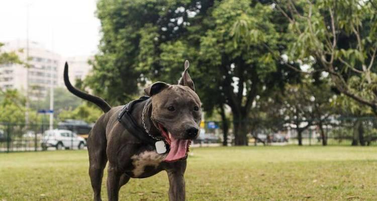 手掌大小的大型犬品种有哪些？特点是什么？